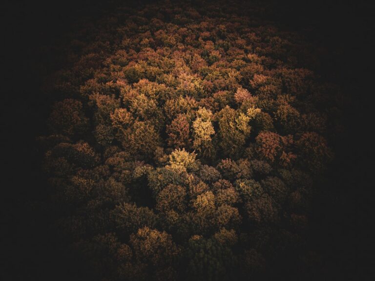 Photo polish forests