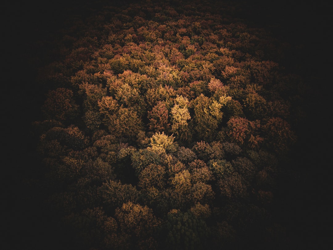 Photo polish forests